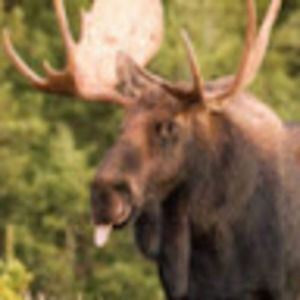 Meet your Posher, Noah